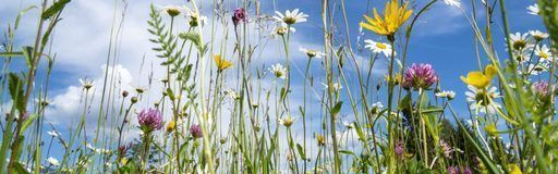 close-up of blooming flowers in meadow at spring